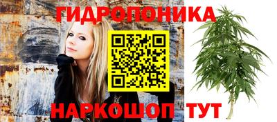 шишки Нальчик